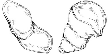 Kadın ayakkabısının el çizimi çizimi. vektör illüstrasyonu