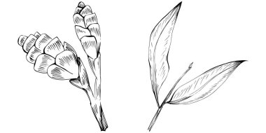 Tropikal bitki yapraklarının vektör çizimi. beyaz arkaplanda izole.