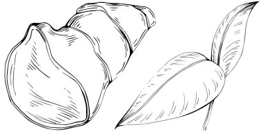 Tropikal yaprakların vektör çizimi