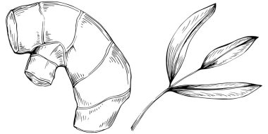 Bir kuş tüyünün vektör illüstrasyonu