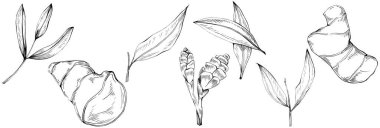 Yapraklardan oluşan vektör kümesi, bitki, yaprak, çiçek, illüstrasyon, beyaz arkaplanda izole