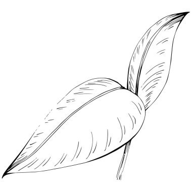 Bir tüy deseninin vektör illüstrasyonu.