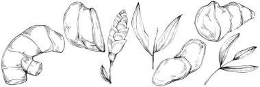 Beyaz arkaplanda izole edilmiş tropikal yaprakların vektör kümesi.