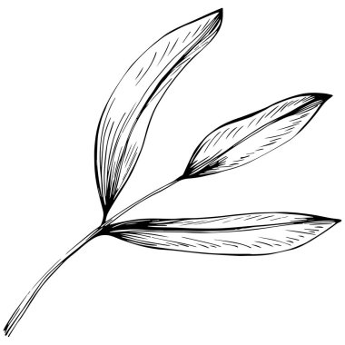 Bir tüy kaleminin vektör illüstrasyonu