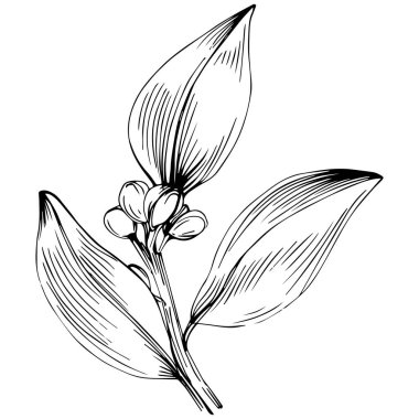 Körfez yaprağı vektörü izole edilmiş bitki 