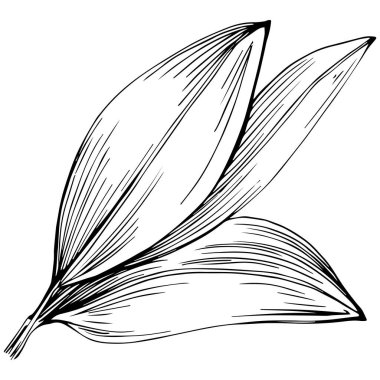 Körfez yaprağı vektörü izole edilmiş bitki 