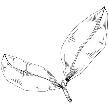 Körfez yaprağı vektörü izole edilmiş bitki 