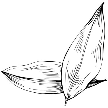 Körfez yaprağı vektörü izole edilmiş bitki 