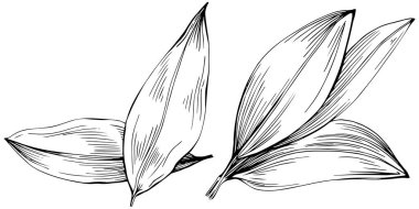 Körfez yaprağı vektörü izole edilmiş bitki 