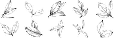 Körfez yaprağı vektörü izole edilmiş bitki 