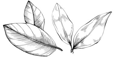 Körfez yaprağı vektörü izole edilmiş bitki 