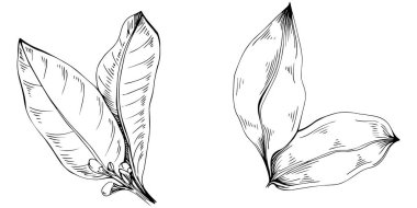Körfez yaprağı vektörü izole edilmiş bitki 