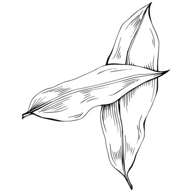 Körfez yaprağı vektörü izole edilmiş bitki 