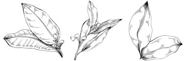 Körfez yaprağı vektörü izole edilmiş bitki 