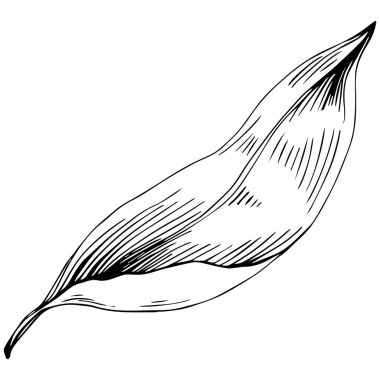 Körfez yaprağı vektörü izole edilmiş bitki 