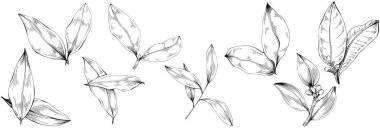 Körfez yaprağı vektörü izole edilmiş bitki 