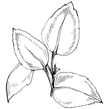 Naneli taslak vektörü izole edildi.