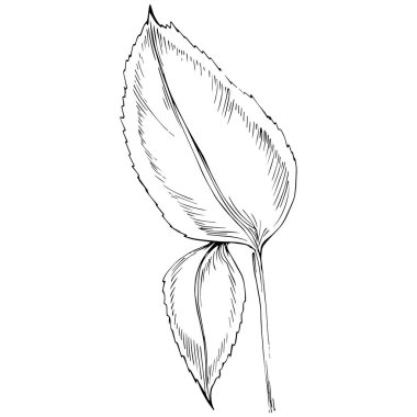 Naneli taslak vektörü izole edildi.