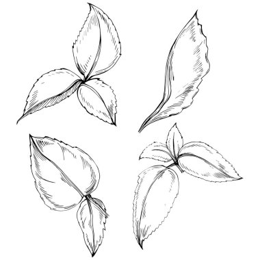 Naneli taslak vektörü izole edildi.