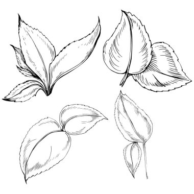 Naneli taslak vektörü izole edildi.