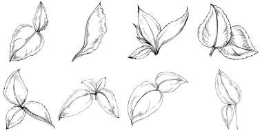 Naneli taslak vektörü izole edildi.