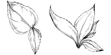 Naneli taslak vektörü izole edildi.