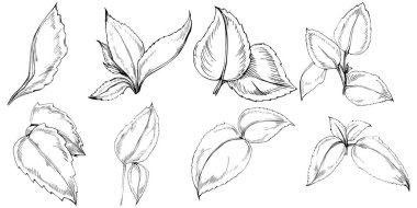 Naneli taslak vektörü izole edildi.