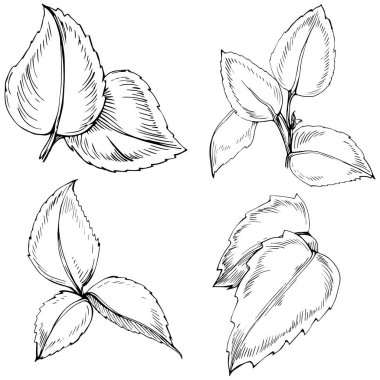 Naneli taslak vektörü izole edildi.