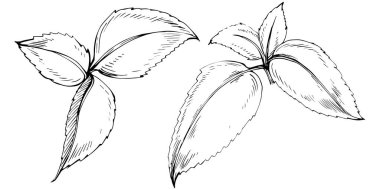 Naneli taslak vektörü izole edildi.