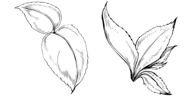 Naneli taslak vektörü izole edildi.