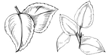 Naneli taslak vektörü izole edildi.