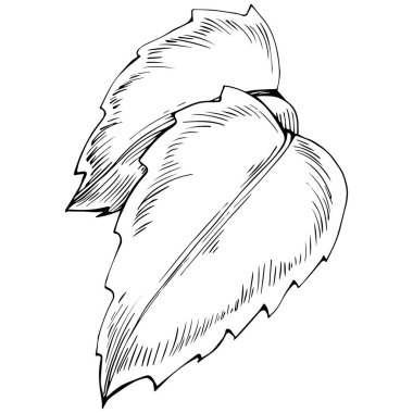 Mint sketch vector isolated.