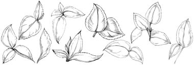 Naneli taslak vektörü izole edildi.