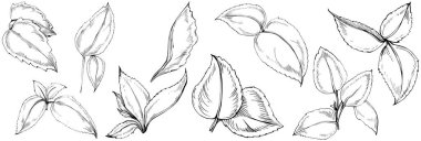 Naneli taslak vektörü izole edildi.