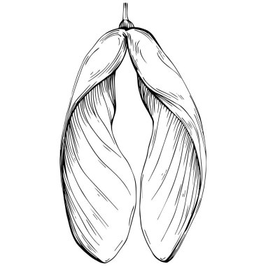 El çizimi palamut, vektör çizimi