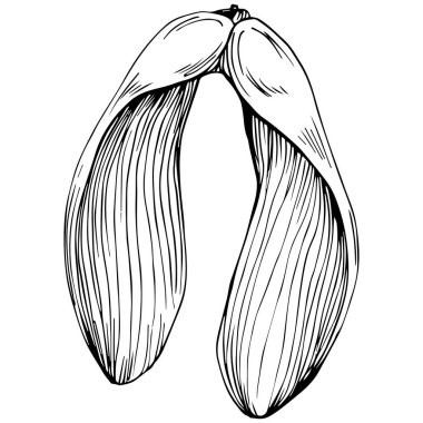 vektör el çizimi, siyah ve beyaz oymalı, klasik, izole edilmiş çizim biçimi