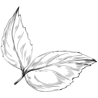 Ginkgo Yaprakları Vektör illüstrasyonu