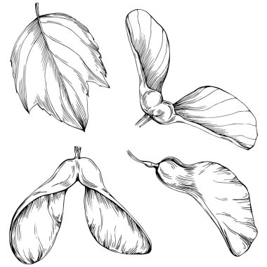 Taze tropikal yapraklar ve meyveler, el yapımı illüstrasyon.