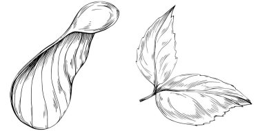 Siyah ve beyaz oymalı vektör el yapımı, yapraklı ve tohumlu mürekkep ağacı. Bir meşe ağacında ıssız