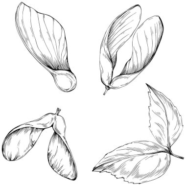 Beyaz arkaplanda izole edilmiş yaprak kümesi