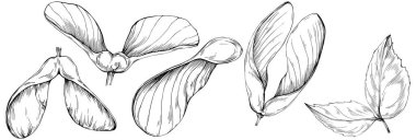 Bir dizi siyah-beyaz akvaryum zambağı çizimi. El çizimi illüstrasyon