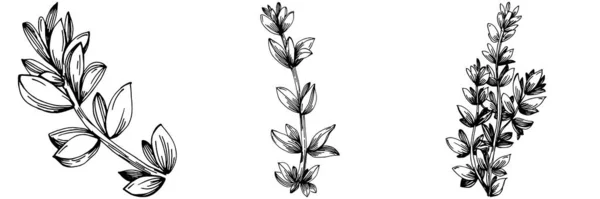 Kakukkfű Vektor Izolált Növény Levelekkel Gyógynövényes Vésett Stílus Illusztráció Részletes — Stock Vector