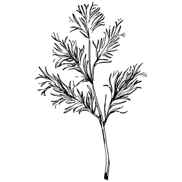 Vintage Botanical Sketch Fennel Isolated White Background Hand Drawn Vector — Stock Vector