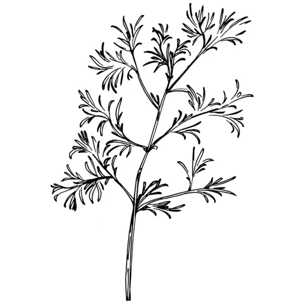 Винтажный Ботанический Эскиз Фенхеля Изолирован Белом Фоне Ручной Рисунок Вектора — стоковый вектор