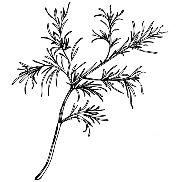 在白色背景上隔离的茴香的古老植物草图 手绘矢量图解 复古风格 — 图库矢量图片