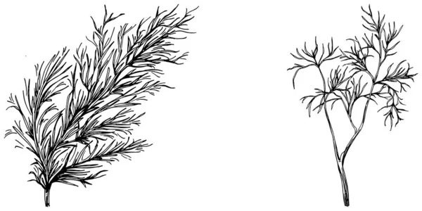 白い背景に隔離されたフェンネルのヴィンテージ植物スケッチ 手描きベクトルイラスト レトロなスタイル — ストックベクタ