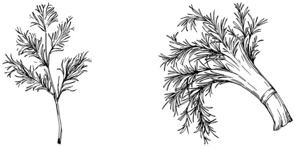 Ročník Botanický Náčrt Fenyklu Izolované Bílém Pozadí Ručně Kreslená Vektorová — Stockový vektor