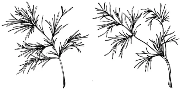 빈티지 식물학적 스케치의 펜넬은 배경에 분리되어 있습니다 손으로 일러스트 스타일 — 스톡 벡터