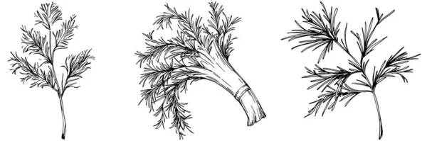 Croquis Botanique Vintage Fenouil Isolé Sur Fond Blanc Illustration Vectorielle — Image vectorielle