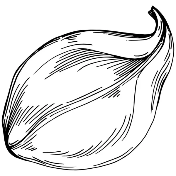 Pianta Isolata Vettore Spinaci Con Foglie Illustrazione Stile Inciso Base — Vettoriale Stock